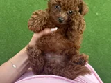 Toy Poodle