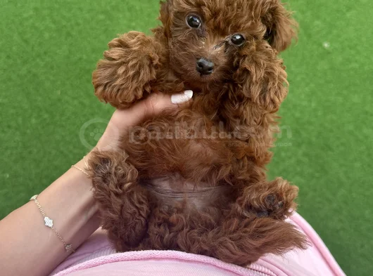 Toy Poodle görsel