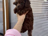Toy Poodle