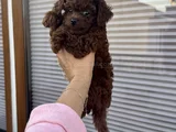 TOY POODLE