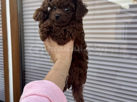Toy Poodle