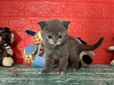 Minik Yavrumuz Yeni Ailesiyle Tanışmaya Hazır