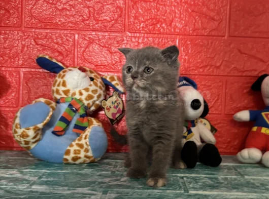 Minik Yavrumuz Yeni Ailesiyle Tanışmaya Hazır görsel