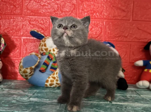 Minik Yavrumuz Yeni Ailesiyle Tanışmaya Hazır görsel