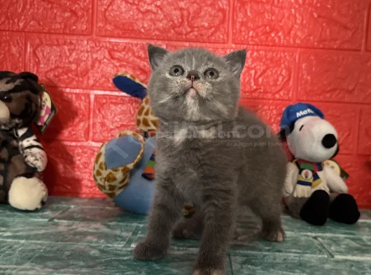 Minik Yavrumuz Yeni Ailesiyle Tanışmaya Hazır görsel