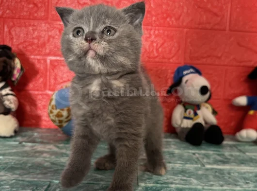 Minik Yavrumuz Yeni Ailesiyle Tanışmaya Hazır