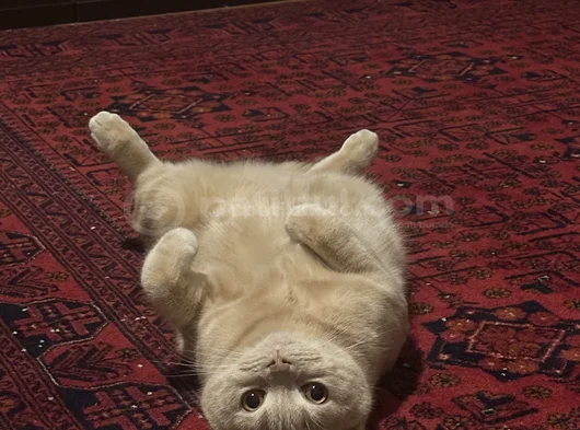 Çocuğumdaki Alerji Nedeniyle Kedimi Ücretsiz Sahiplendiriyor