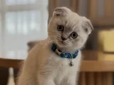 3 Aylık Scottish Fold Blue Point Dişi Yavru
