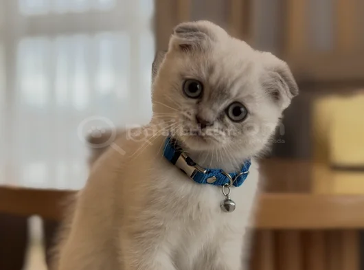 3 Aylık Scottish Fold Blue Point Dişi Yavru görsel