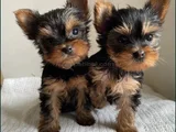 Tea cup yorkshire terrier yavrular