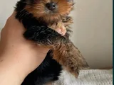 Tea Cup Yorkshire Terrier Yavrular