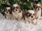 Shihtzu yavru lar mükemmel güzellikte