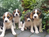 Beagle yavrular