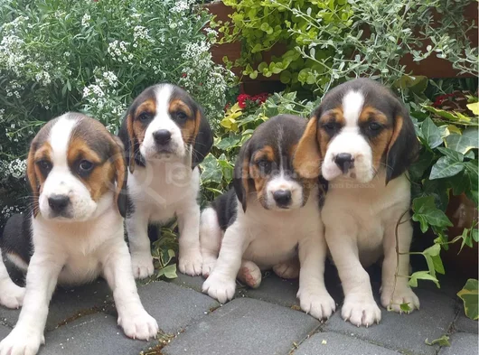 Beagle Yavrular