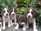 Beagle Yavrular