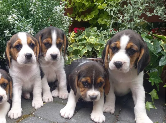 Beagle Yavrular görsel