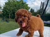 Red Brown Toy Poodle Yavrular
