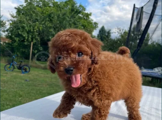 Red Brown Toy Poodle Yavrular görsel