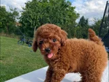 Red Brown Toy Poodle Yavrular