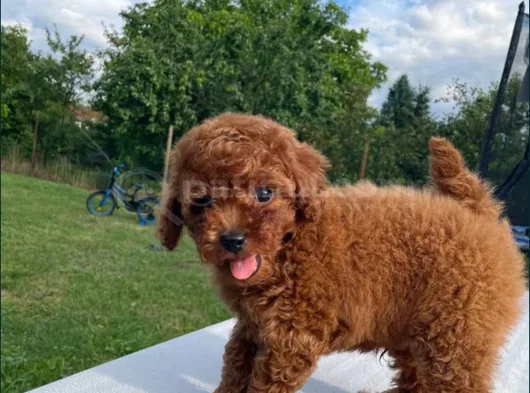 Red Brown Toy Poodle Yavrular görsel