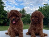 Red Brown Toy Poodle Yavrular