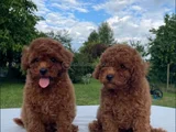 Red Brown Toy poodle yavrular