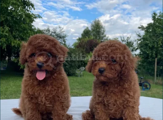 Red Brown Toy Poodle Yavrular