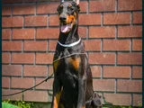 King Doberman Mükemmel Yavrular