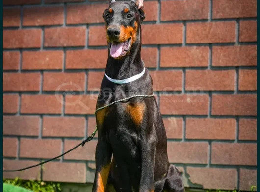 King Doberman Mükemmel Yavrular görsel