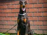 King Doberman Mükemmel Yavrular