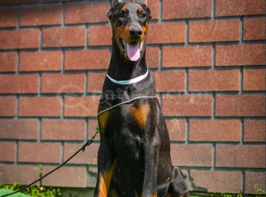 King Doberman Mükemmel Yavrular görsel