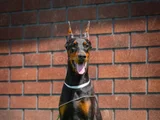 King Doberman mükemmel yavrular