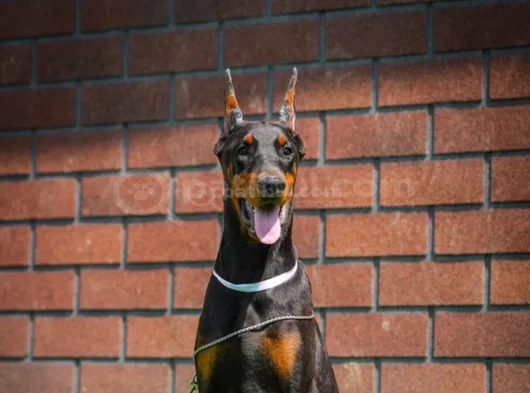 King Doberman Mükemmel Yavrular