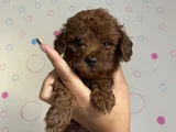Toy Poodle Dişi Ve Erkek Yavrular