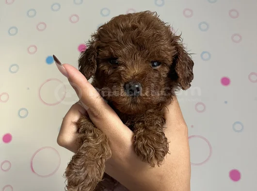 Toy Poodle Dişi Ve Erkek Yavrular görsel