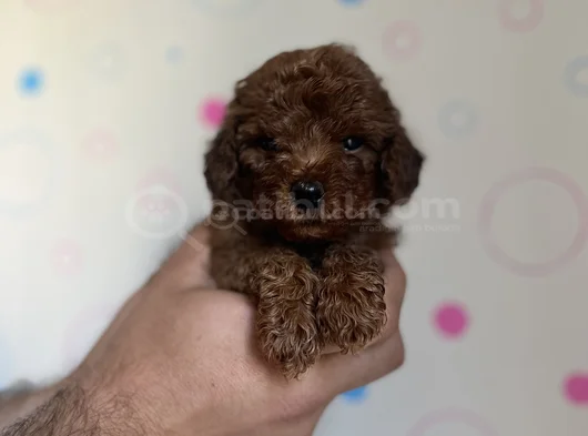 Toy Poodle Dişi Ve Erkek Yavrular görsel
