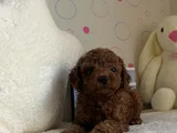 Toy Poodle Dişi Ve Erkek Yavrular