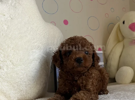 Toy Poodle Dişi Ve Erkek Yavrular görsel