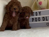 Toy Poodle Dişi Ve Erkek Yavrular
