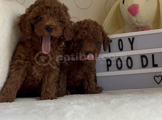 Toy Poodle Dişi Ve Erkek Yavrular görsel