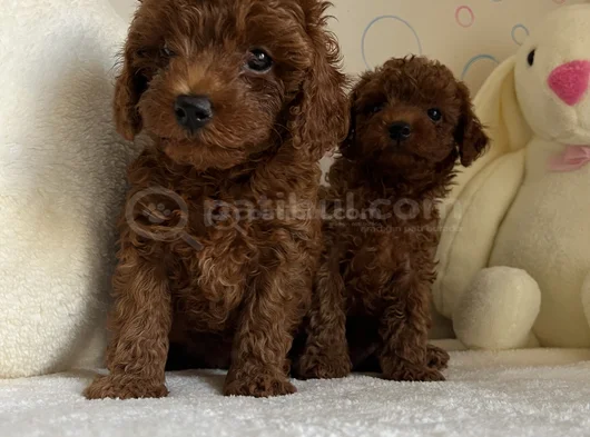 Toy Poodle Dişi Ve Erkek Yavrular