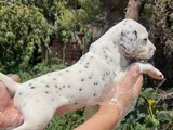 Mükemmel Dalmaçyalı Yavrularımız Teslime Hazır