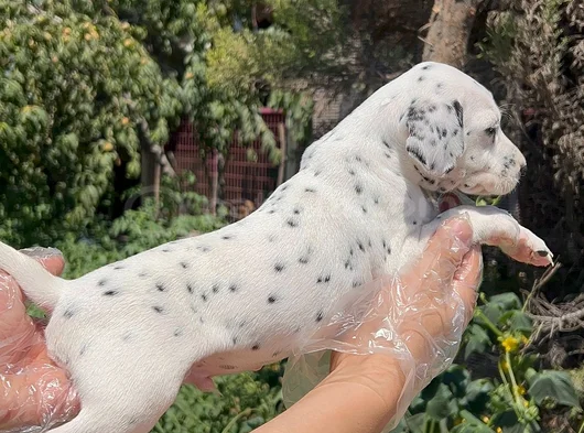 Mükemmel Dalmaçyalı Yavrularımız Teslime Hazır görsel