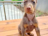 Doberman Yavruları
