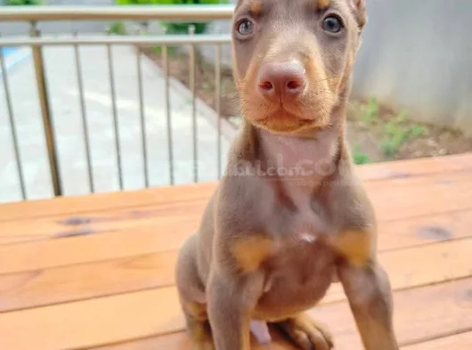 Doberman Yavruları görsel