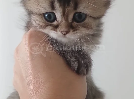 British Longhair Bebeğimiz Yuvasını Arıyor