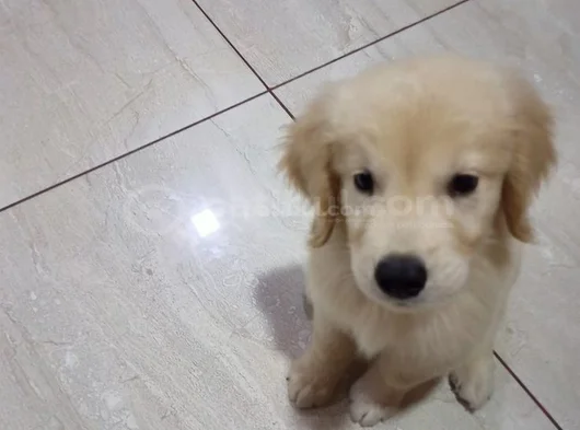 Safkan Golden Retriever Yavrularimiz görsel