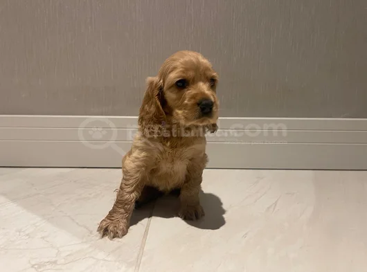 Cocker Dişi Erkek Yavrularımız görsel