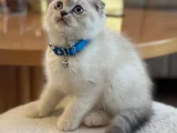 3 Aylık Scottish Fold Blue Point Dişi Yavru