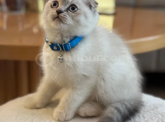 3 Aylık Scottish Fold Blue Point Dişi Yavru